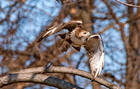 Red Tail on the Hunt