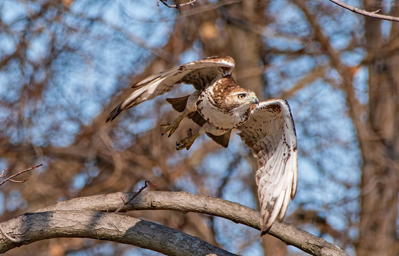 Red Tail on the Hunt