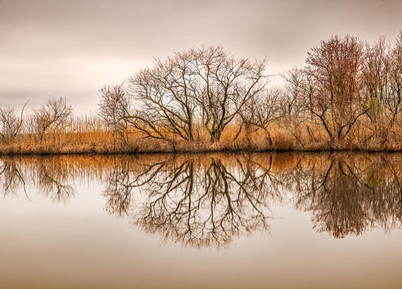 Black Willow Reflection