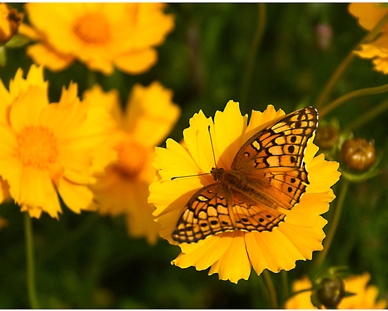 coeopsis butterfly copy