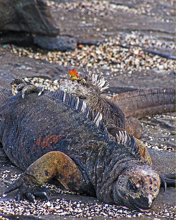 marine iguana5