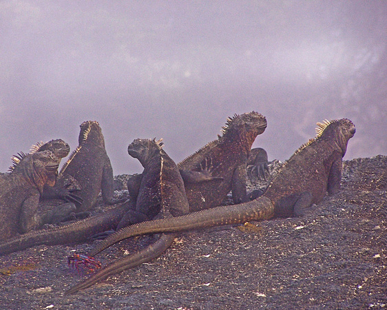 marine iguana in fog