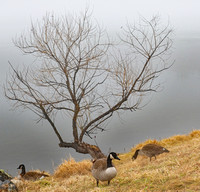 Centennial Lake Geese