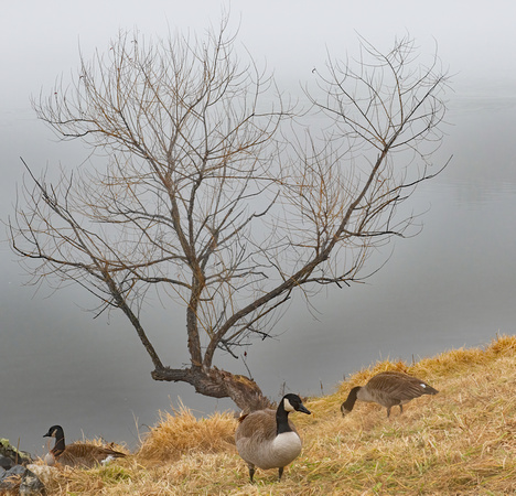 Centennial Lake Geese