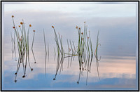 Reeds in the reflection