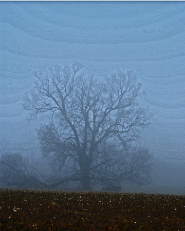 art tree fog