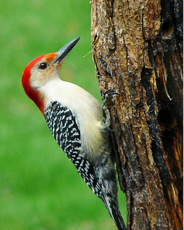 RB woodpecker copy