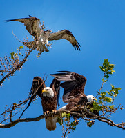 Attack From Above