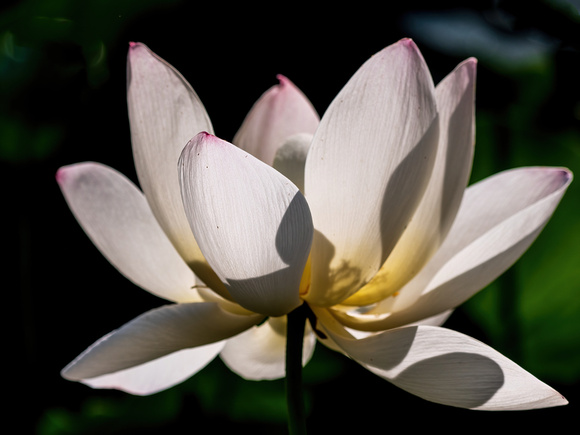 Glowing Lotus