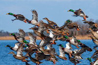 Explosion of Mallards