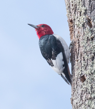 Redhead at the Meadows