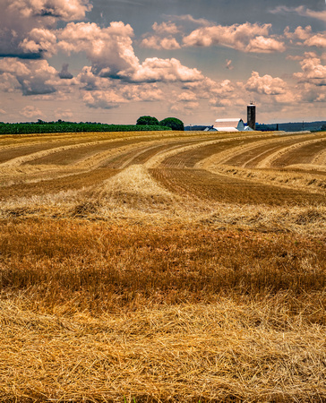 A Wheat Field