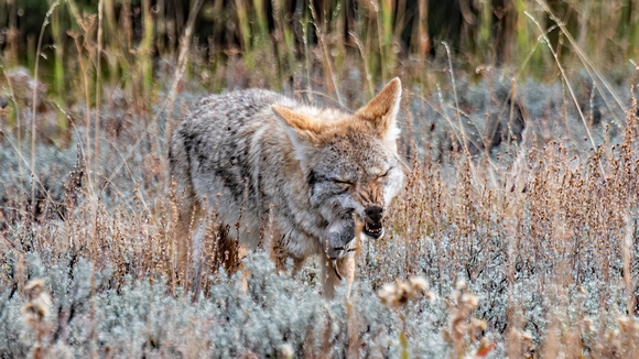 Coyote Lunch