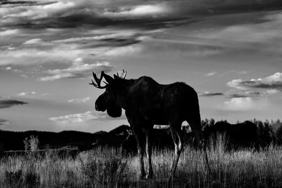 Bull Moose at Sunset
