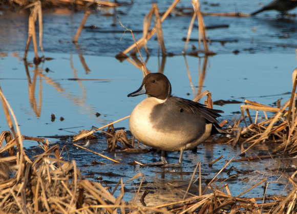 Blacwater Pintail