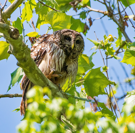 A Young Barred Owl