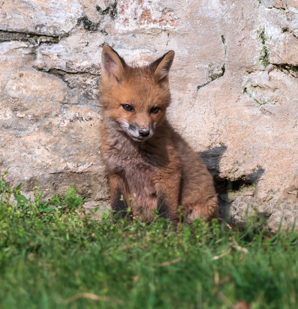 Red Fox Young