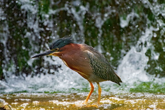 Green Heron Hunting in the alls