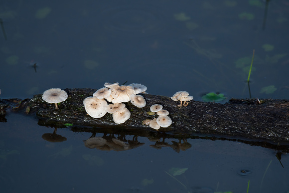 Floating Mushrooms