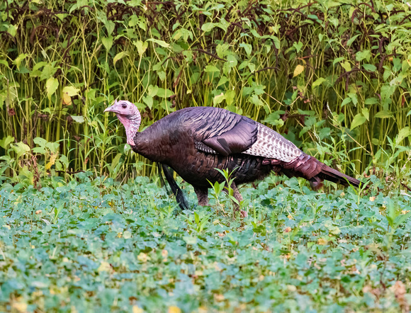 A gobbler at the meadow