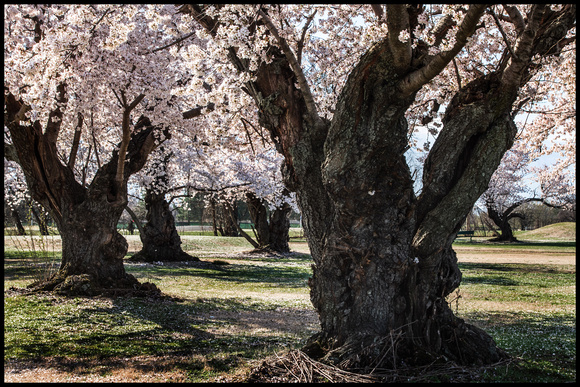 110 Year Old Cherry Trees