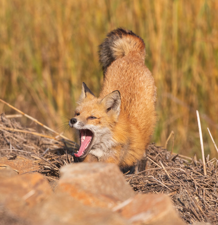 A waking Fox