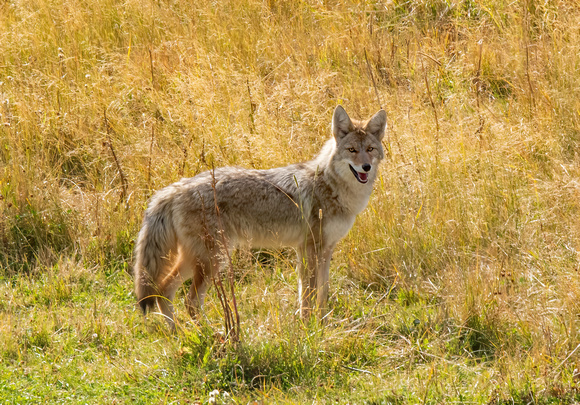 A happy coyote