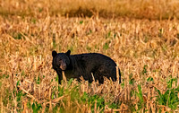 Black Bears of N. Carolina