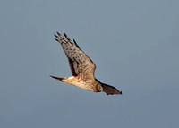 Northern Harrier on the Hunt