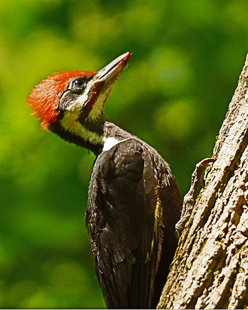 Pileated fledgling