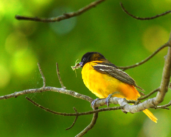 Oriole lunch