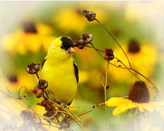 Goldfinch with flowers