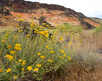 Snow Canyon 1