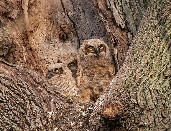 Great Horned Owl Young