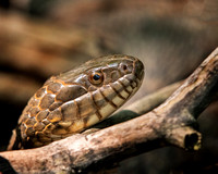 Northern Watersnake