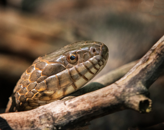 Northern Watersnake