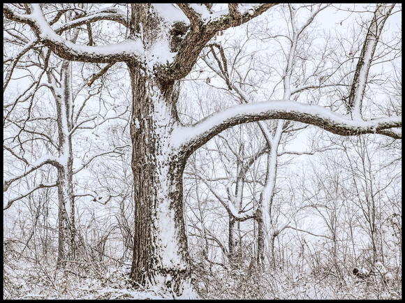 The Oak in a Snowsquall