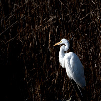 Great Egret in morning