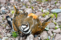 Killdeer Protecting the Nest