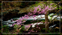 Redbuds and Falls