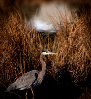 Great Blue