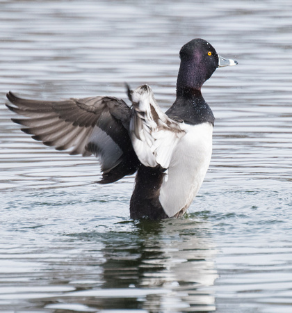 Ring-Necked duck